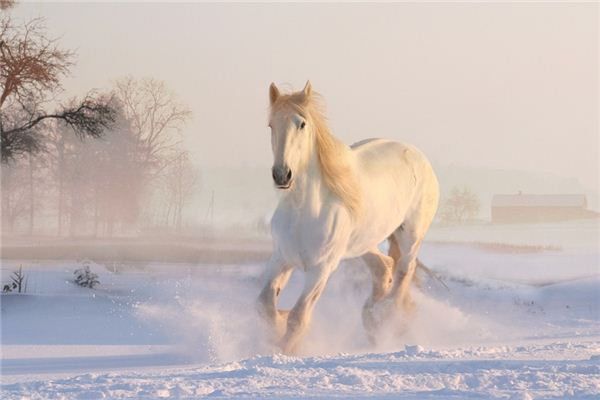 Wat betekent het om te dromen dat een paard gewond raakt?