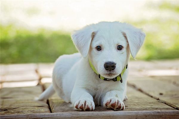 De spirituele betekenis van dromen van een witte hond