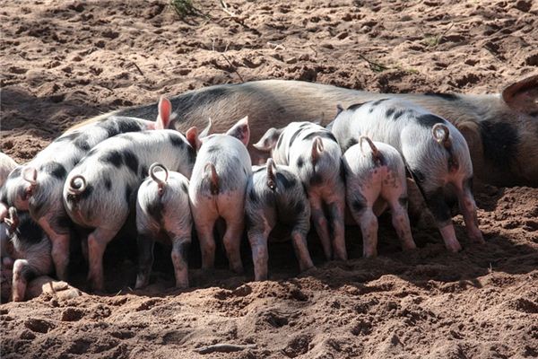 De spirituele betekenis van dromen over varkensstaart