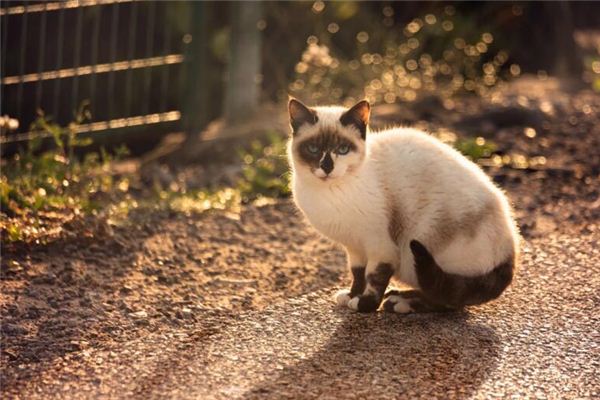 Wat betekent dromen over een dode kat?