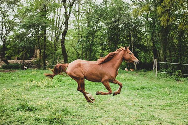 Wat betekent dromen over paarden in de buurt?