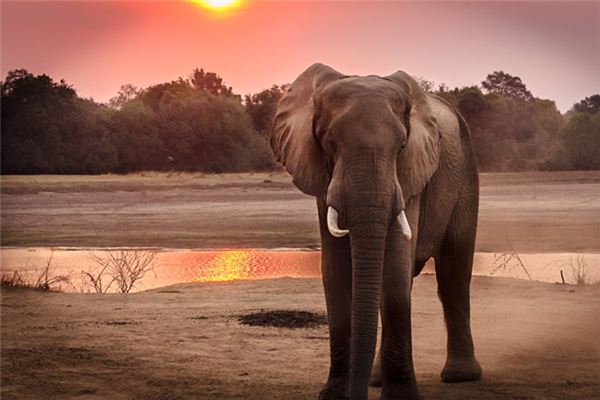 Wat symboliseert dromen over een olifant?