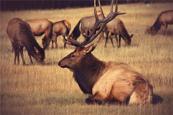 Wat symboliseert dromen over een stier?