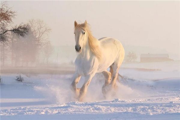 De spirituele betekenis van dromen over paardrijden