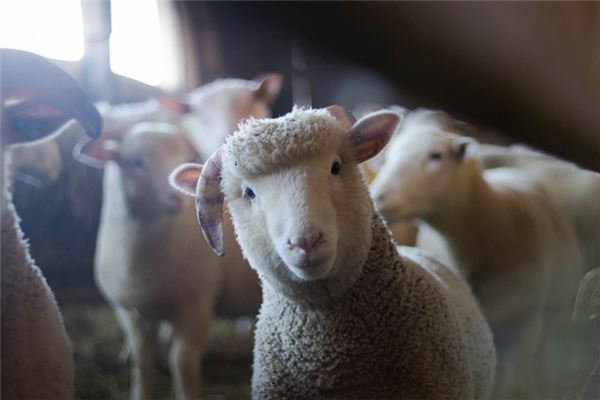 De spirituele betekenis van dromen van schapen