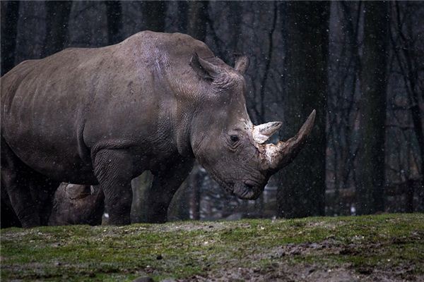 De spirituele betekenis van dromen van neushoorns