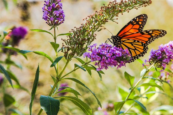 Dromen van een vlinder die in de bloemen vliegt symboliseert