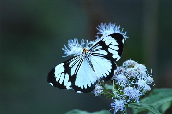 Dromen van White Moth symboliseert