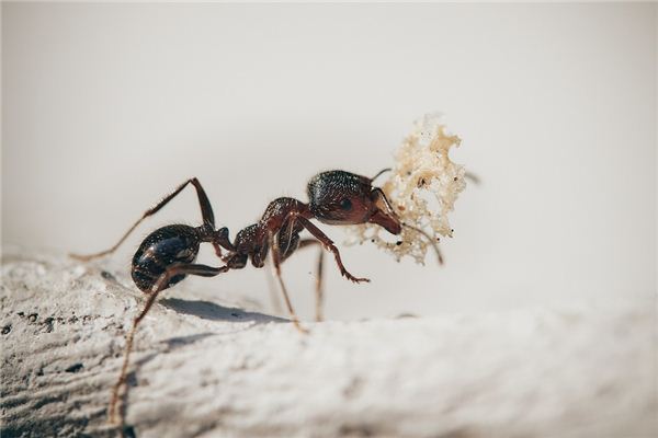 Wat betekent het om te dromen van het eten van mieren?