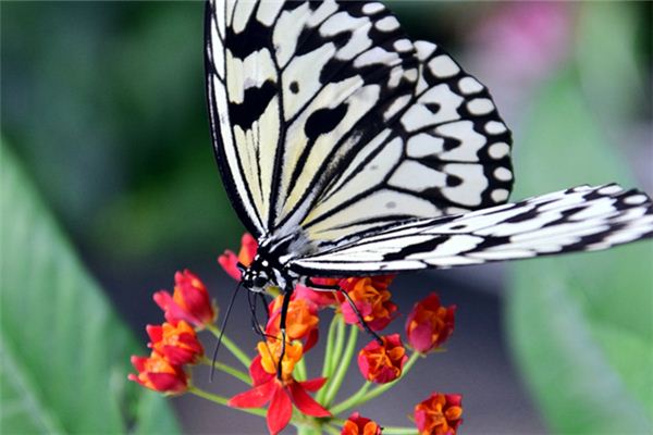 Dromen van witte vlindersymbool