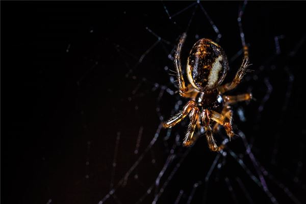 Wat betekent het om te dromen van zwarte spinnen?