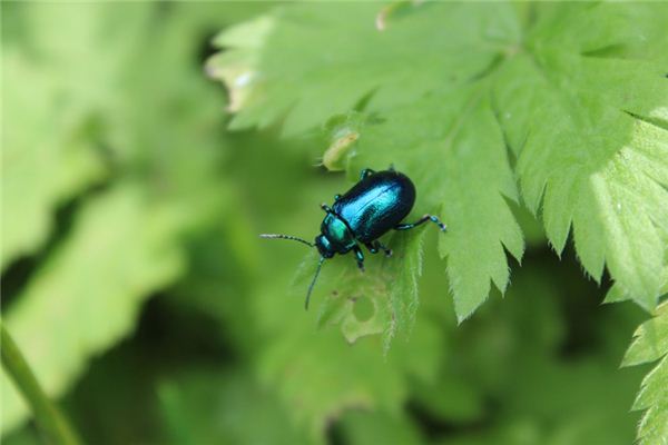 Wat betekent het om van een kleine bug te dromen?