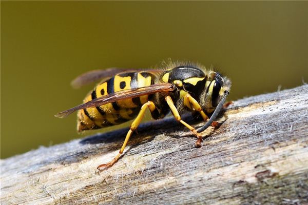 Wat betekent het om van Bumblebee te dromen?