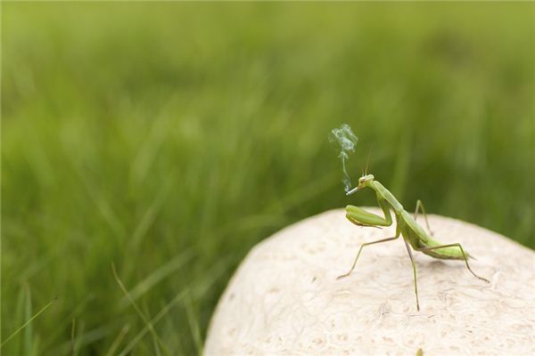 Wat betekent het om te dromen van biddende bidden?