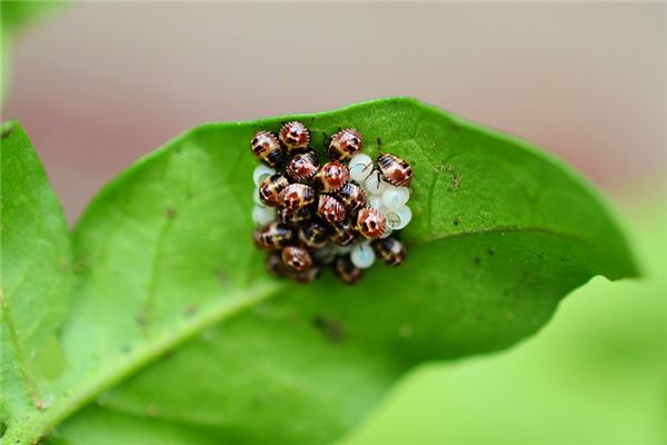 Dromen van de betekenis van insecteneieren