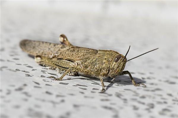 Dromen over wat het symbool van Anta is