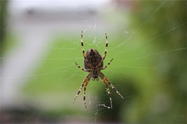 Wat betekent het om te dromen van spider webcodes?