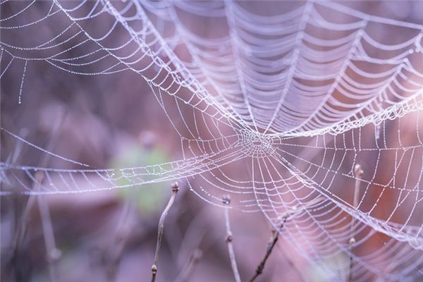 Dromen van de betekenis van het Spider Web