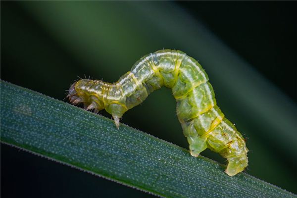 De betekenis van de vertegenwoordiger van dromen