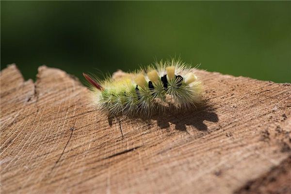 De betekenis van dromen van rups