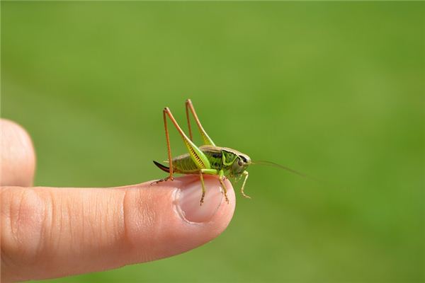 Dromen van Locust Symbols