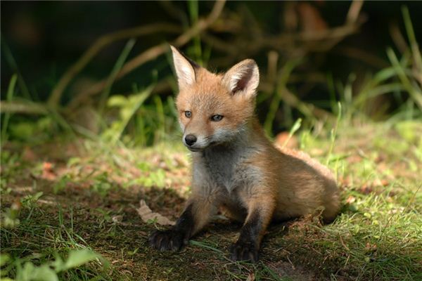 Wat betekent het om van kleine dieren te dromen?