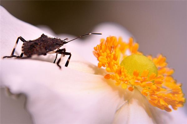 Wat betekent het om van een bug te dromen?