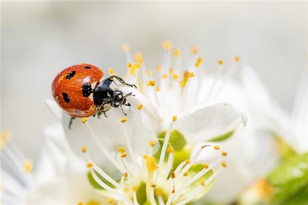 Dromen van de Seven -Star Ladybug symboliseert