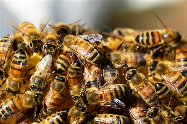 Wat betekent het om te dromen van bijenoloniën?