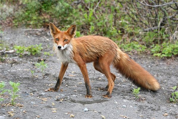 Wat betekent het om van een beest te dromen?