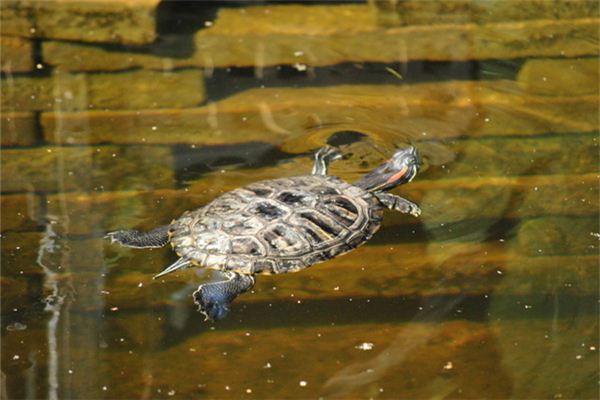 Wat betekent het om te dromen van een schildpad die in het water zwemt?