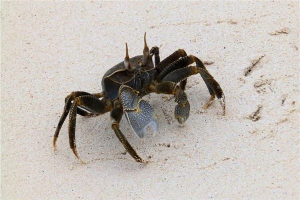 Wat betekent het om van krabben te dromen?