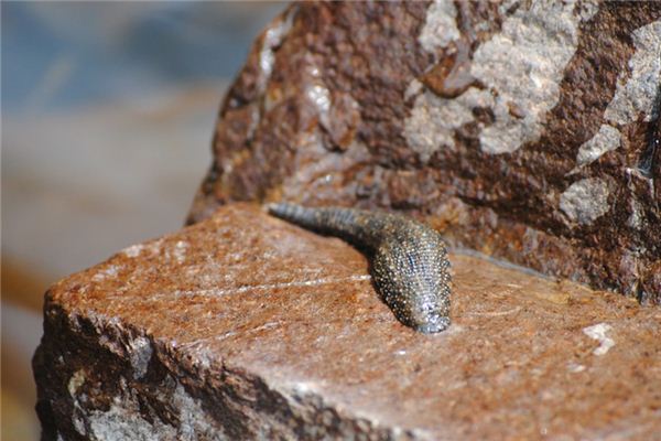 Wat betekent het om van Leech te dromen?