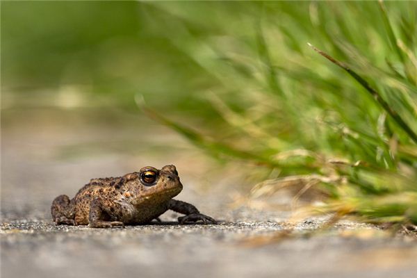 Wat betekent het om van Toad te dromen?